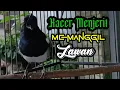 Download Lagu Pancingan suara Kacer menjerit memanggil lawan, Kacer diam langsung nyaut bunyi