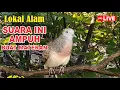 Download Lagu Perkutut Lokal Gacor alam liar sangat manjur buat masteran