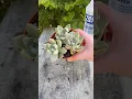 Lagu Propagating Succulents: Graptopetalum ‘Ghosty’