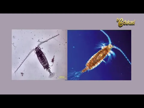 Parameter Biologi Kualitas Air