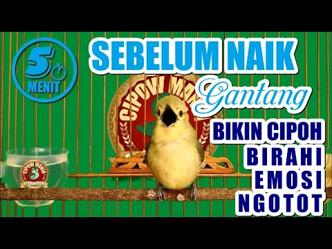 Download MP3 Pancingan Cipoh Sirtu Sirdung Sebelum Naik Gantang Agar Ngetir Birahi Emosi ngotot