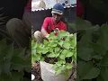 CARA TANAM UBI RAMBAT DI KARUNG !!