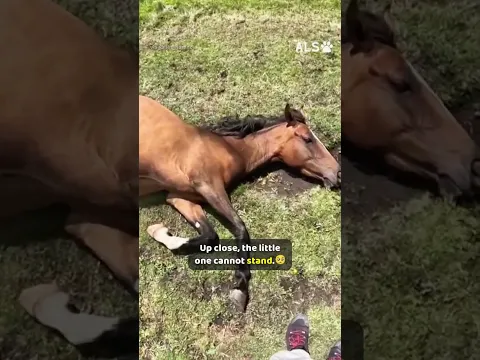 He rushes down to a young horse who cannot get back up 🐴❤️  #HorseRescue #AnimalRescue