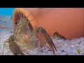 Understanding Crayfish A beginner s Guide SlapHazard Films