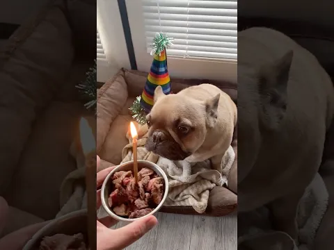 Happy Birthday DogThatBe!!
