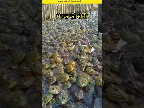 मेढ़क की खेती😂। आप कहा से है