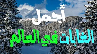 تعرف على أجمل الغابات في العالم ربما ستزورها بعد مشاهدة الفيديو 