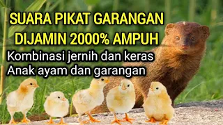 suara pikat garangan suara garangan jernih suara anak ayam