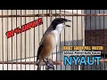 Download Lagu burung cendet gacor FULL MATERI BONGKAR JITU PANCINGAN CENDET AGAR BUNYI jadikan BURUNG PENTET GACOR