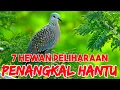 Download Lagu 7 Hewan Peliharaan Penangkal Hantu dan Santet