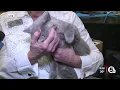 Akron s Fun-Tastic Cat Show at John S Knight Center purr-fect for feline fanatics
