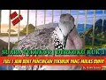 Download Lagu suara tekukur | derkuku kuk 3 full 1 jam buat pancingan tekukur yang malas bunyi by sasmo chanell