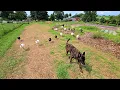 DOUBLING The TURKEY S PASTURE Whitt Acres