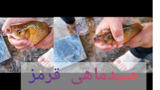 صیدماهی گ لدفیش باسوزن ق فلی ماهیگیری باقلاب دستی ماهیگیران گوچک                                     دندنها