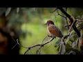 Lagu Birds of Lower Himalayas / Uttarakhand - India.
