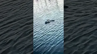 Baby seal and momma