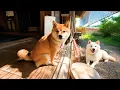 Staying at a Shiba Inu Hotel in a 135-Year-Old Japanese House Mameshiba Dog Inn Asari House