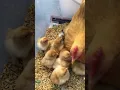 Mother Hen Pekin Bantam looking after her chicks