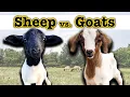 I RAISED GOATS FOR A YEAR and THIS surprised me Homesteading Farming Sheep Goat Comparison