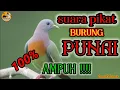 Download Lagu 🔴Suara pikat punai daun ‼️ampuh💯