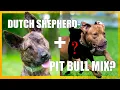 INCREDIBLE SKILLS Dutch shepherd-Pitbull mix