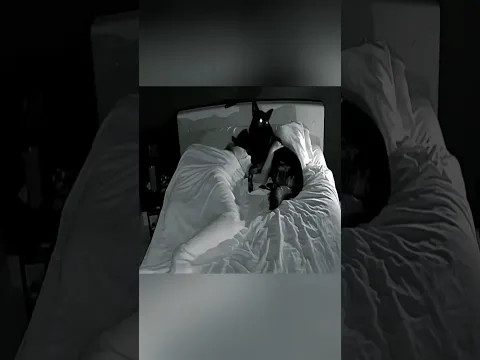 German shepherd 🐕 Protect Owner from Ex-Boyfriend