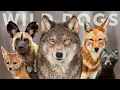 All 15 Species of Wild Dog Wolves Jackals Dogs