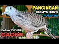 Download Lagu Perkutut Lokal Gacor Suara Besar Pancingan Burung Perkutut Agar Cepat Bunyi.