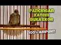 Download Lagu Pancingan Kapas Tembak Buka Ekor Gacor Memanggil Lawan Agar Katem Langsung Ikut Bukor | Kicau Tembak