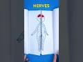 Let s Learn All About the Human Body