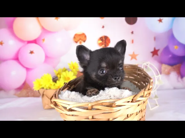 動画