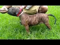 top with BOTTOM PUP