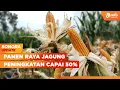 Download Lagu Keterangan Presiden Prabowo Usai Panen Raya Jagung, Produksi Meningkat 50% | SONORA UPDATE