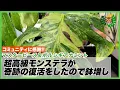 Download Lagu 【超高級モンステラ復活】マスターピースが根腐れ茎腐れから復活したので植え替え、デリシオーサミントとして購入したボルシギアナミントもいい感じなので植え替え
