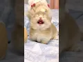 Download Lagu Kitten verrassingsaanval!🤭😻 #miauw #schattig #kitten #kat