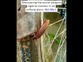 BugMD