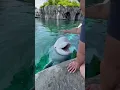 Beluga vocalizations with Juno