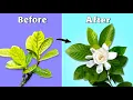 Download Lagu How to Grow Best Ever Gardenia Plant - 7 Best Tips // Gardenia Plant Care