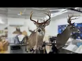Taxidermy Step by Step on a 9 Point Buck