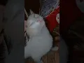 Download Lagu Animal lover 😻❤️ RaجPut RaNa 👑💯 #bollywood #aseelhenfarm #cat #animalrights #1000subscriber