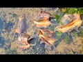 Download Lagu Hijau Seperti lapangan bola‼️disini tempat kerang ranga bersembunyi  #balikpapan #pantaiseraya