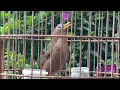 Download Lagu Hoạ Mi Hót Kèm Tiếng Mi Mái Xùy Kích Bổi Nhanh Nổi/ Luyện Chim Hoạ Mi Hót Hay Nhiều Giọng Mỗi Ngày 🔥