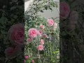 Download Lagu สวนกุหลาบบ้านฉัน#rose #คนรักกุหลาบ #flowers #ทาสกุหลาบ #beautiful