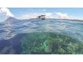 Snorkelling The Manado Reef - Indonesia