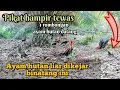Download Lagu mikat ayam hutan-1 rombongan ayam hutan di kejar hewan