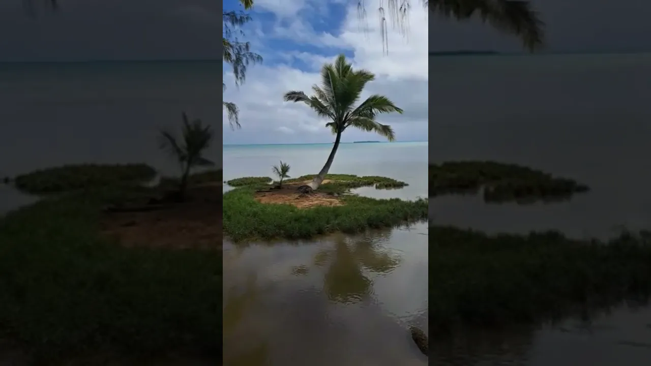 Just ONE Palm Tree on This Tiny Island! 🏝️😲 #Sho