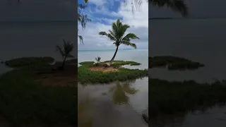 Just ONE Palm Tree on This Tiny Island! 🏝️😲 #Sho