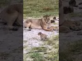Download Lagu Baby Lion Roars | Lion Cub Roaring | (@Duncsgray/IG)