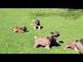 Soft Coated Wheaten Terrier Puppies For Sale John Stoltzfus 1
