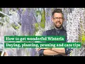 How to get wonderful Wisteria Buying planting pruning and care tips The RHS